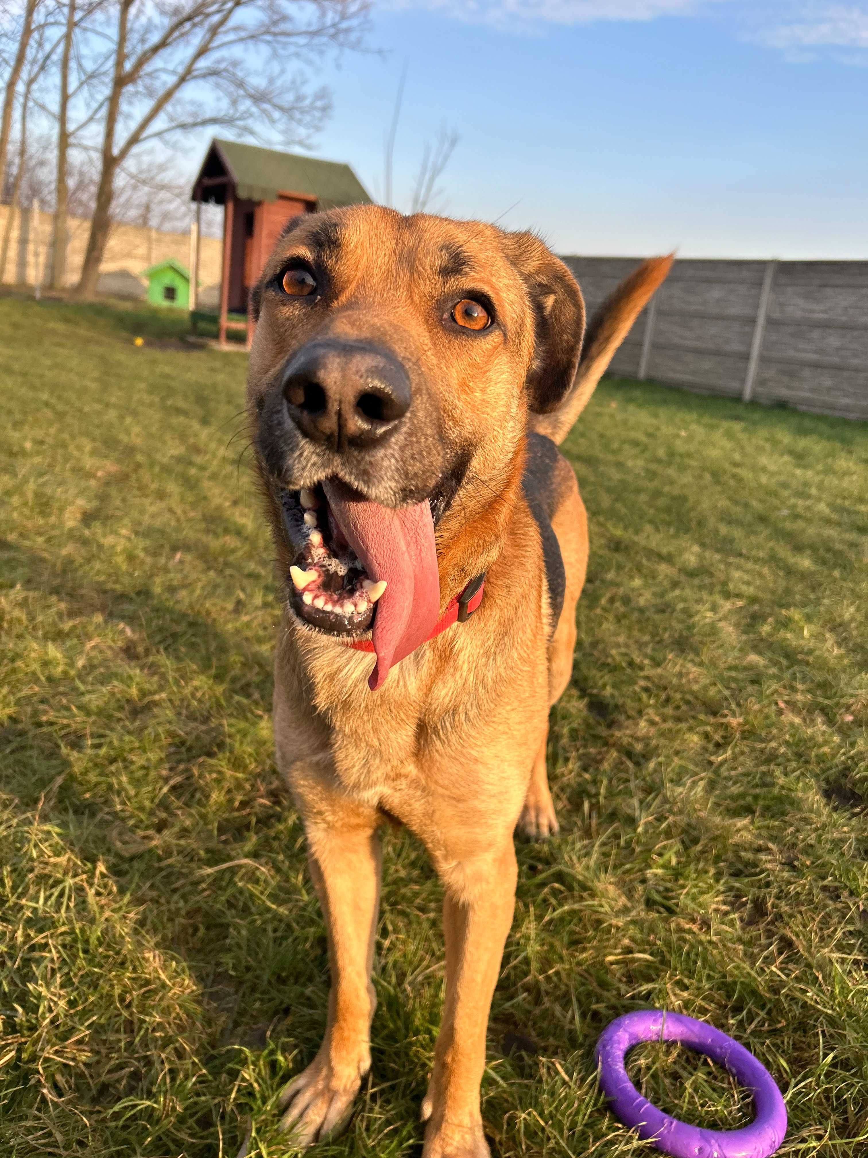 Ramzes w typie owczarka do adopcji owczarek Kalisz Wrocław Poznań Łódź