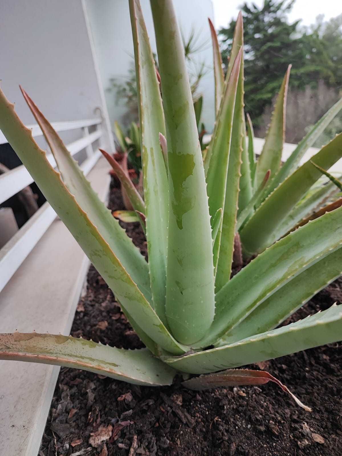 Aloe Vera (Babosa) cato