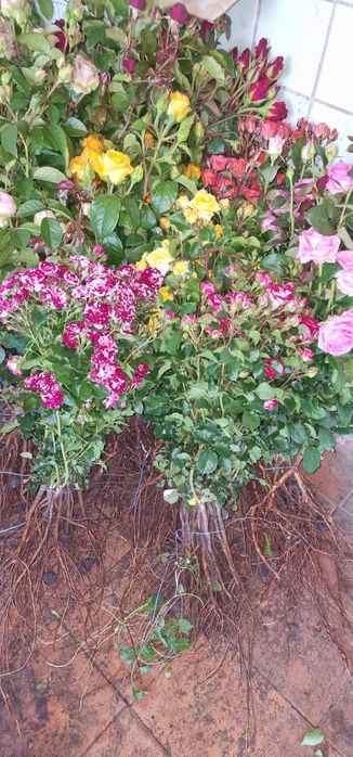 Саженцы,кусты роз.Весна лето осень