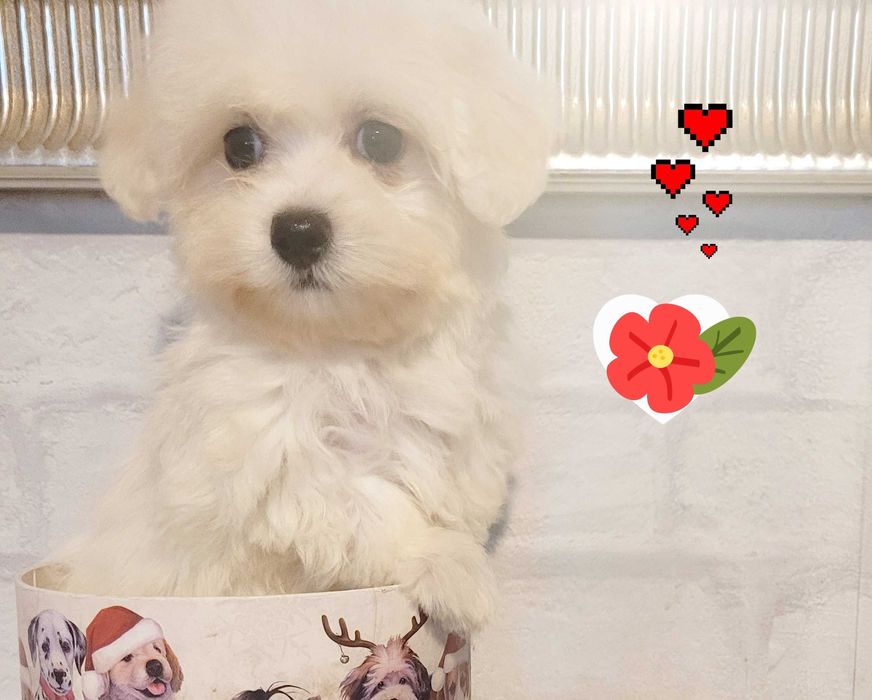 Maltańczyk mini suczka Warszawa maltańczyki