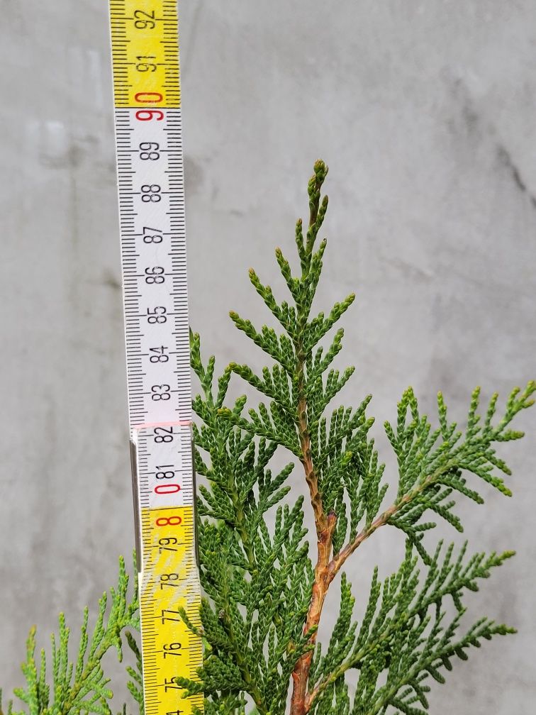 Thuja tuja Martin 1m ładniejsza niż Brabant piękny żywopłot PROMOCJA