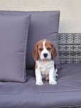 Szczeniak Beagle tricolor