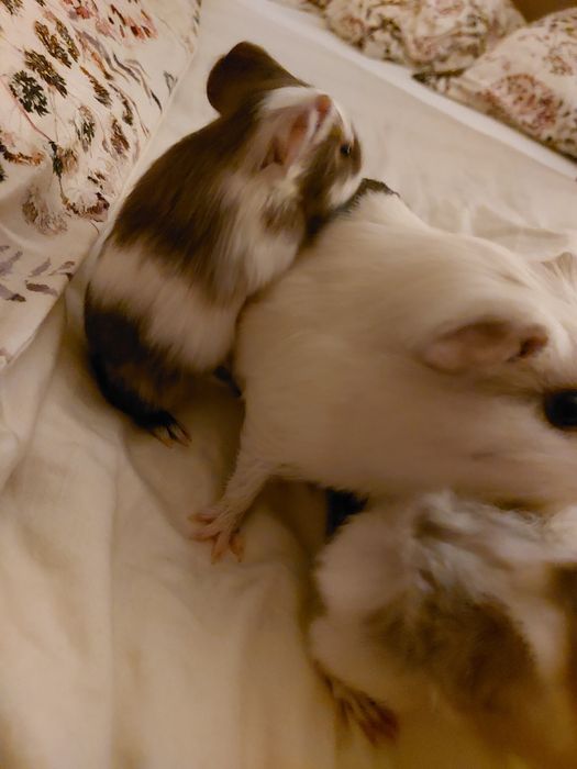 Świnki morskie  małe