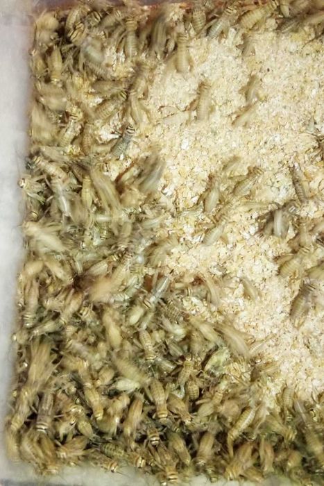 Банановый сверчок разного размера