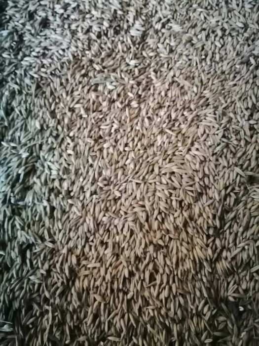 Sprzedam mieszankę zbożowa owies-jęczmień.