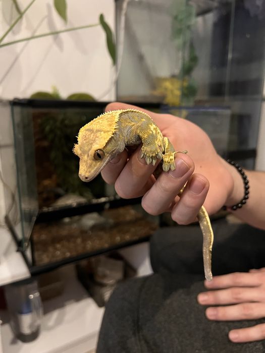 Gekon orzesiony samce i samice do wyboru