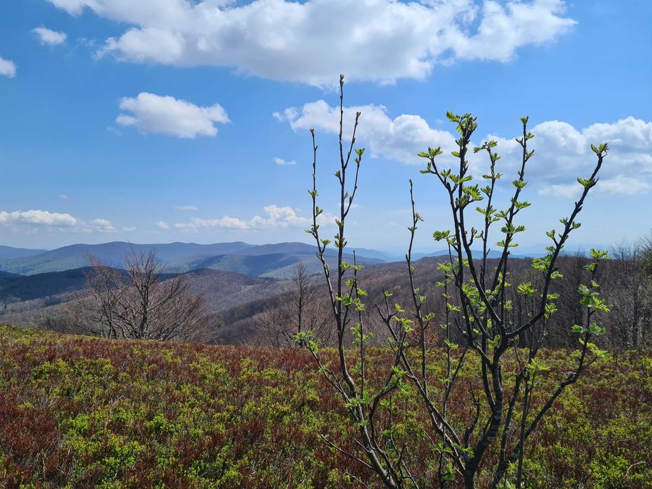 W Maciejowym Sadzie - domki na wynajem Bieszczady (balia, sauna)
