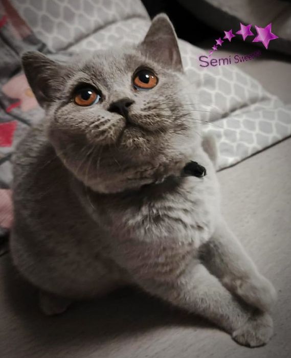 Kotka brytyjska fpl kocięta kociaki kot