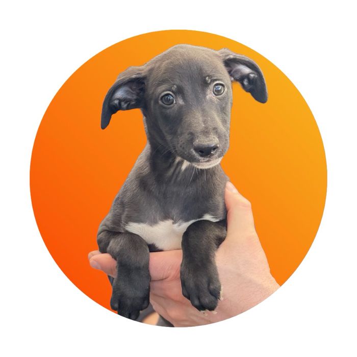 Chart angielski Whippet w pięknym eleganckim umaszczeniu Revirado FCI