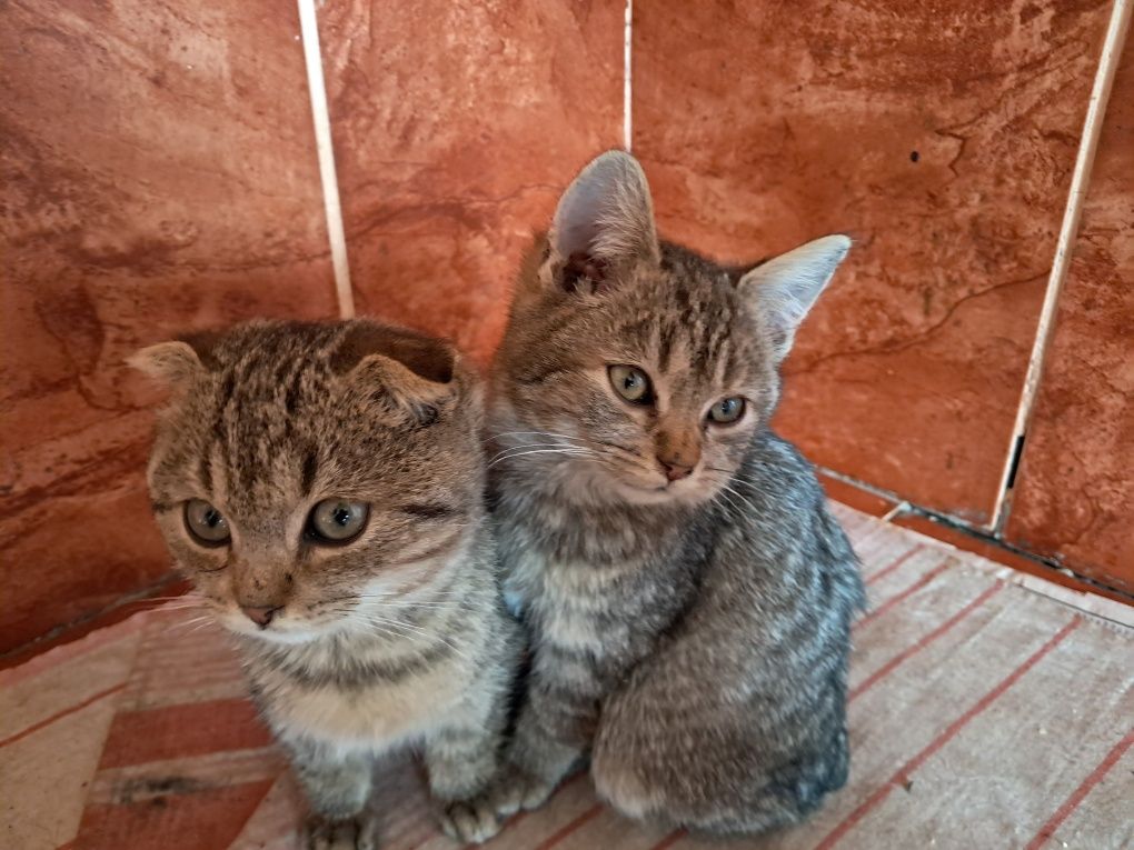 Кошеня котик висловухий кішка Мала Виска