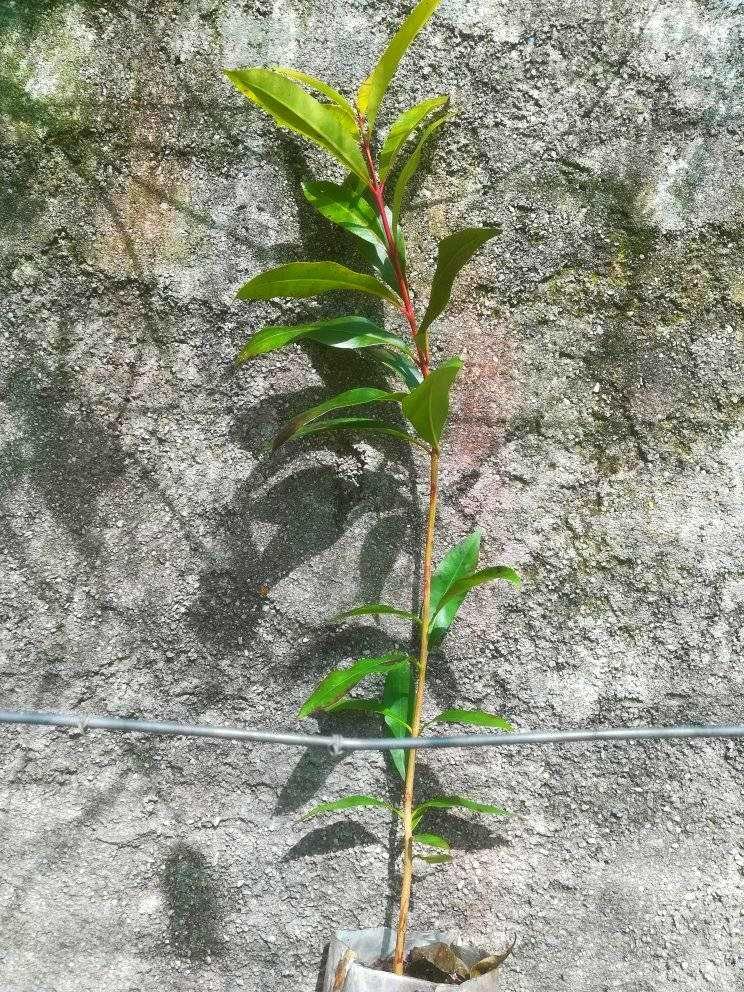 Jambolão - Syzygium cumini