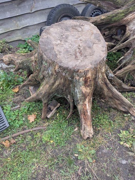 Продам дубові корчі різних розмірів