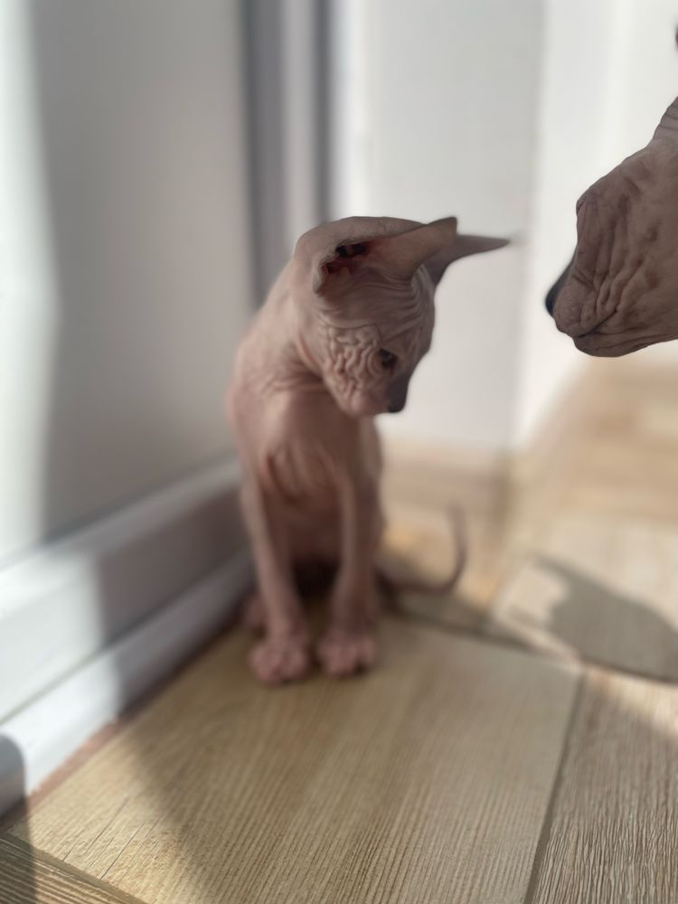 Продам котенка  сфинкса девочка