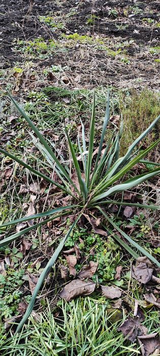 Продам юку нитчату