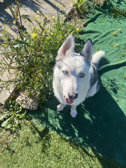 Husky para adoção