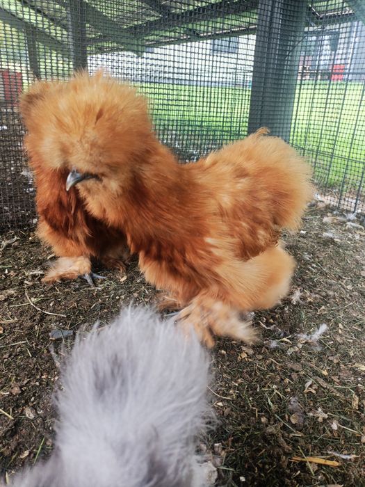 Jajka lęgowe kur satynowych oraz jedwabistych lok i gladkich