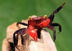 Krab red devil Geosesarma hagen). Cetarius