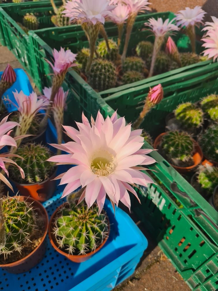 Kwitnący kaktus Echinopsis