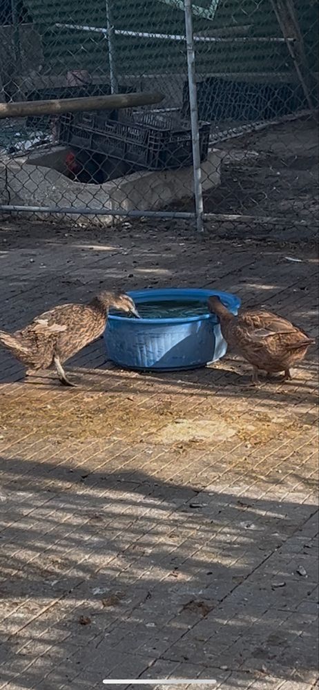 Troco e vendo dois patos marrecos por galinhas/galos