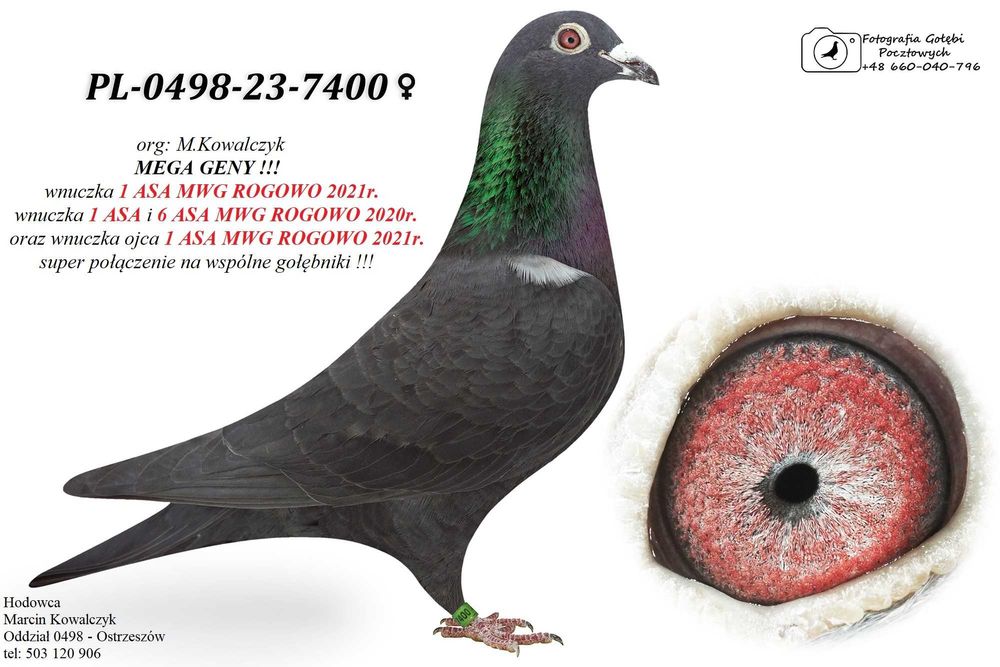 gołębie pocztowe MAŁY VOS / HET WONDER / 1 AS MWG ROGOWO