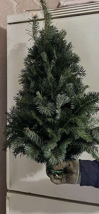 Плетені Ялинки з гілок хвої