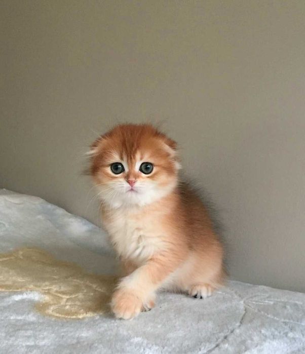 Kotka szkocka zwisłoucha, color złota szynszyla, długowłosa