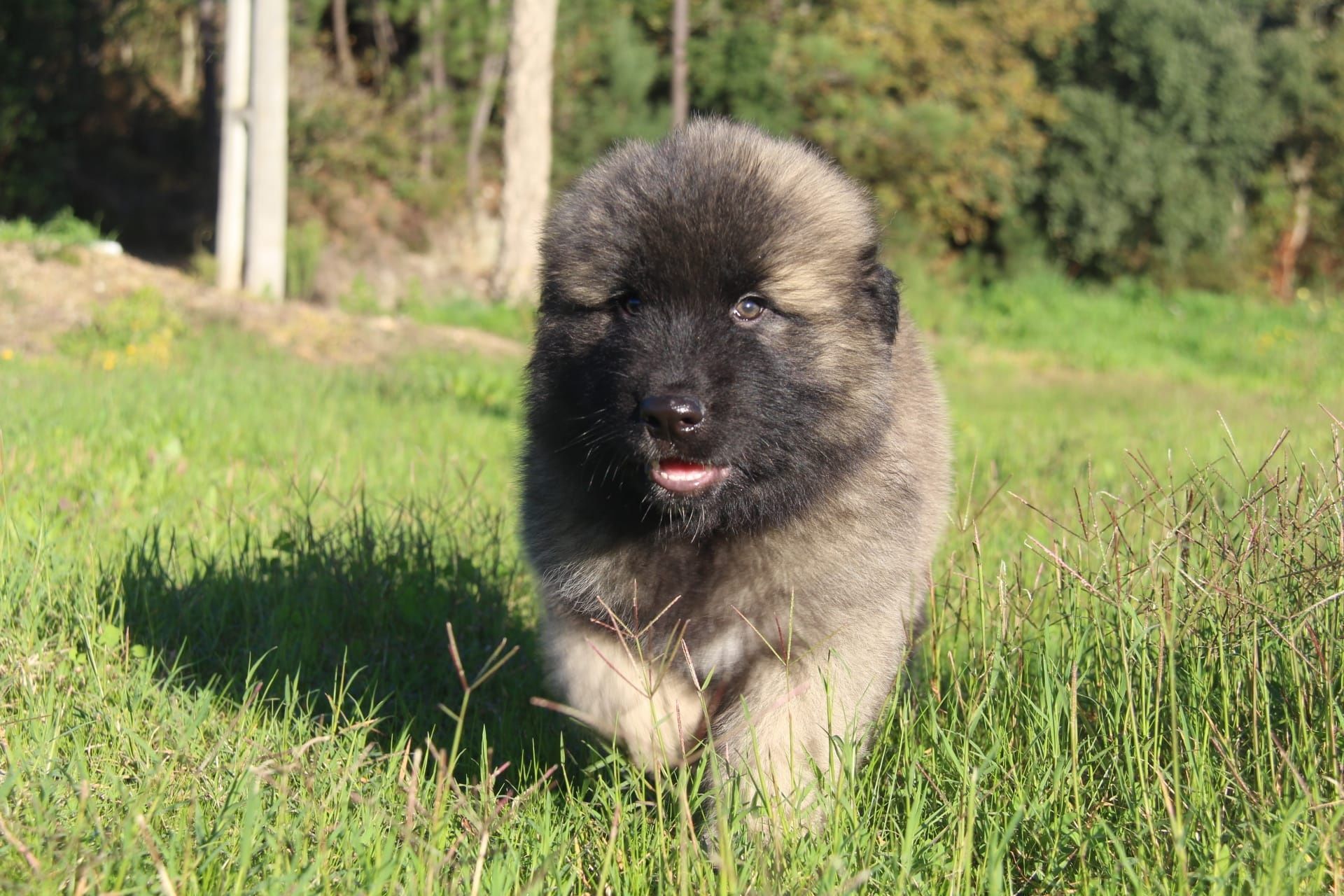 Cachorro Serra da Estrela