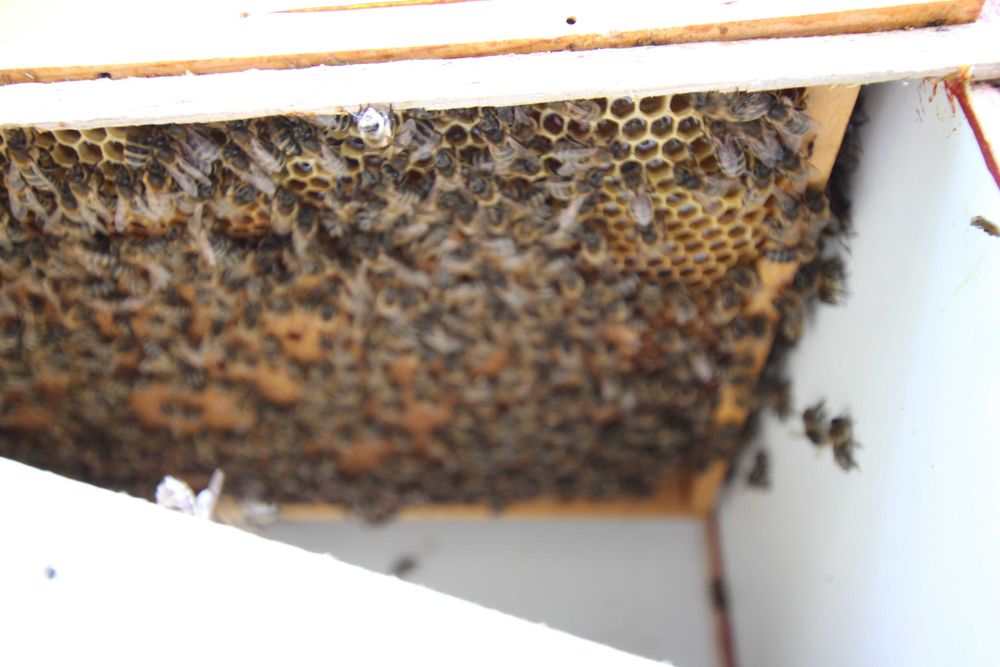 ule wielkopolski miód pasieka rodziny odkłady pszczoły ul PRZEZIMOWANE