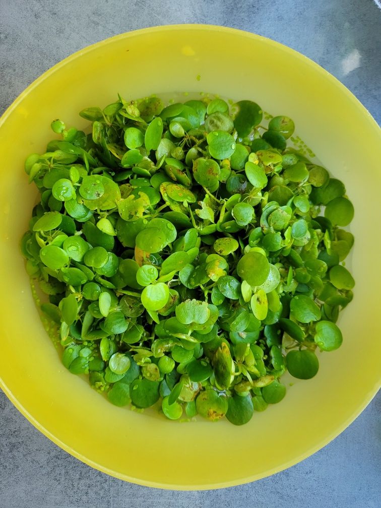 Limnobium gąbczaste