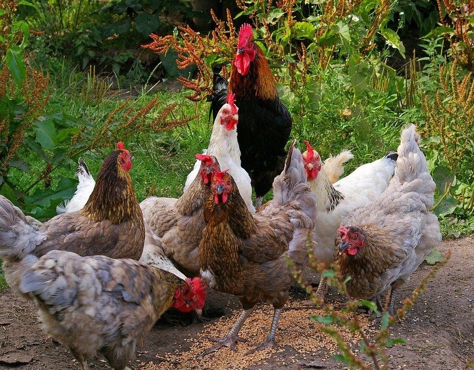 Galinhas poedeiras de várias raças/ mil flores, leghorn perdiz.