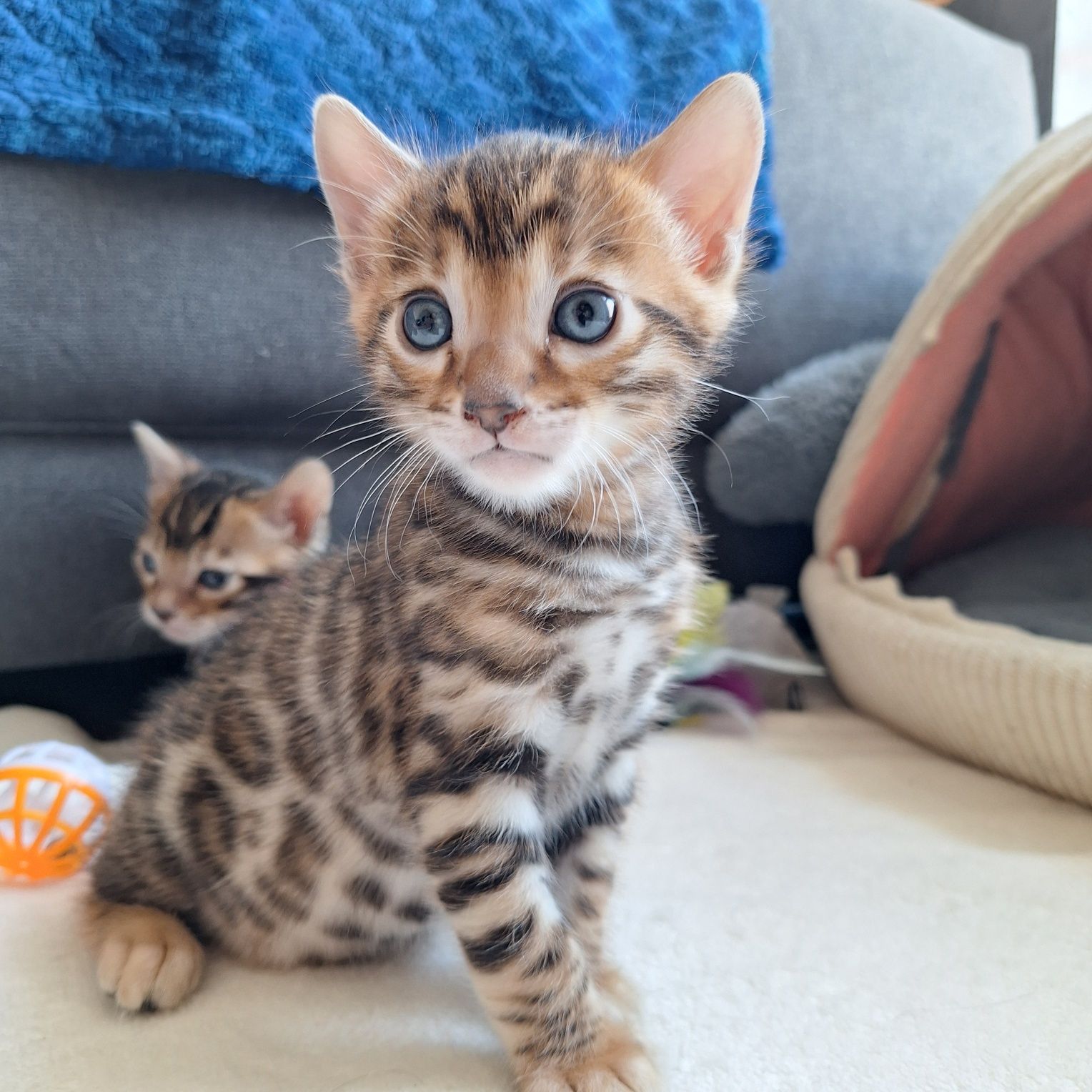 Koty bengalskie do rezerwacji