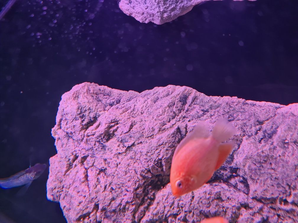 Pielegnice severum red