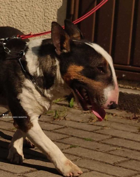 Bulterier miniaturowy pies hodowlany FCI/ZKwP na sprzedaż