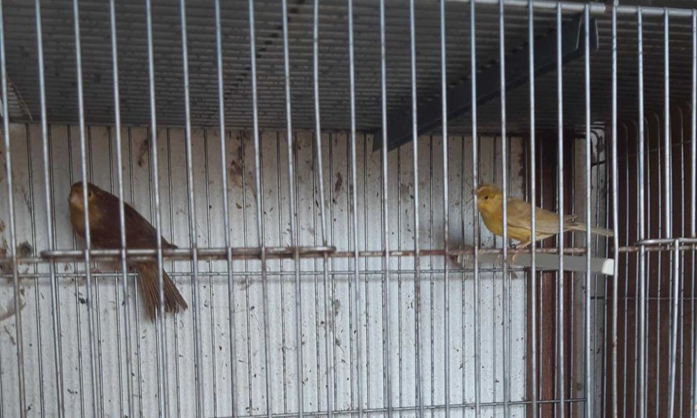 Lote de canários ou venda individual + trio de canários de Moçambique