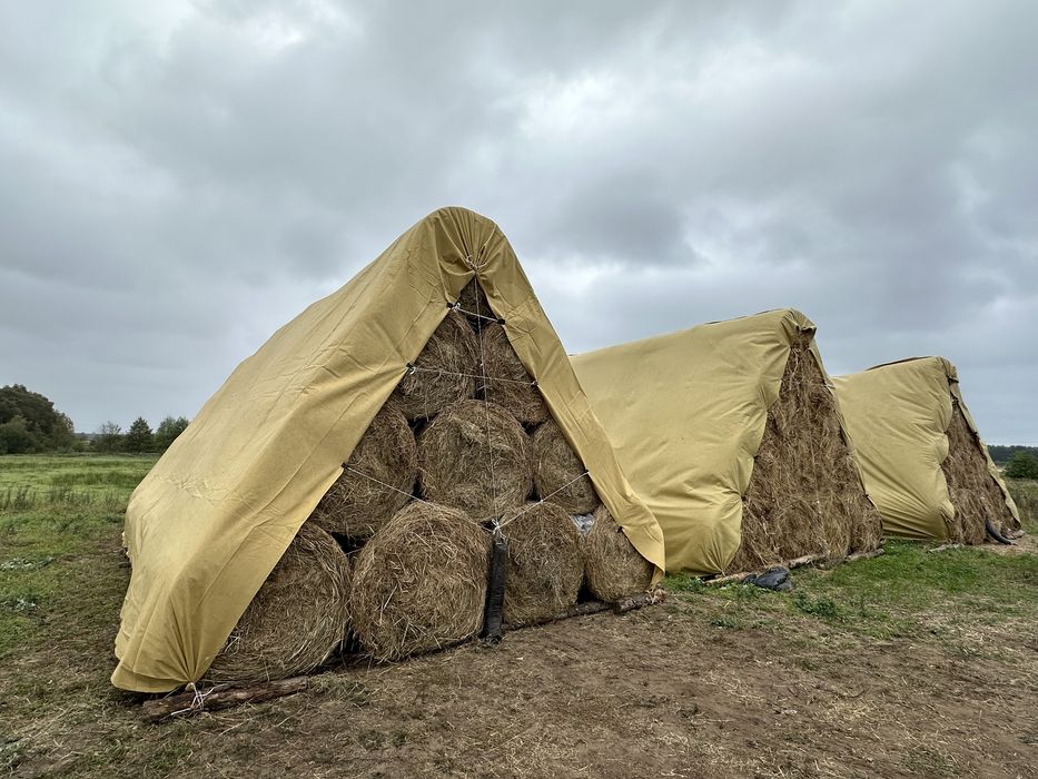 Siano Tego Roczna 2024  300 sztuk