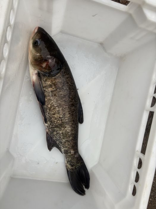 Karp,amur, lin , tołpyga , szczupak, sum , karaś , jesiotr