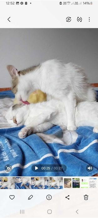 Dwupak miłości czeka na swój wspólny dom