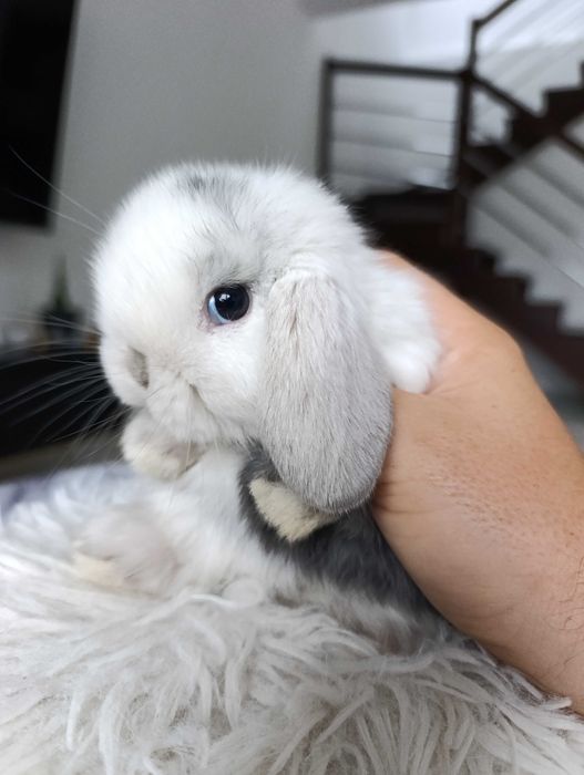 Mini lop karzełek Teddy hodowla zarejestrowana