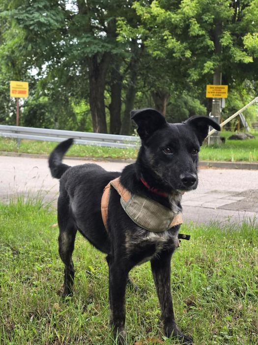 Bruno piesek do adopcji schronisko sokołów