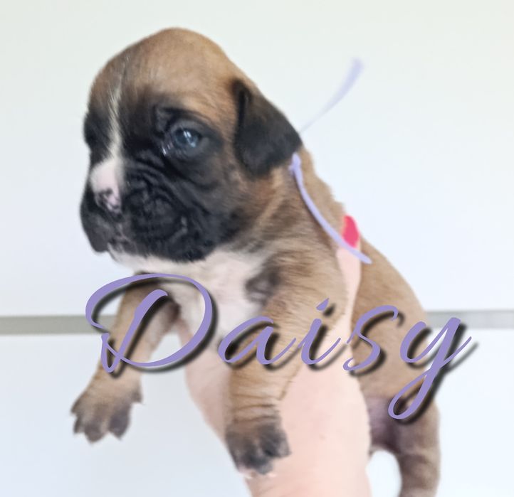 Suczka Daisy bokser szczeniak szzenię szczeniaki