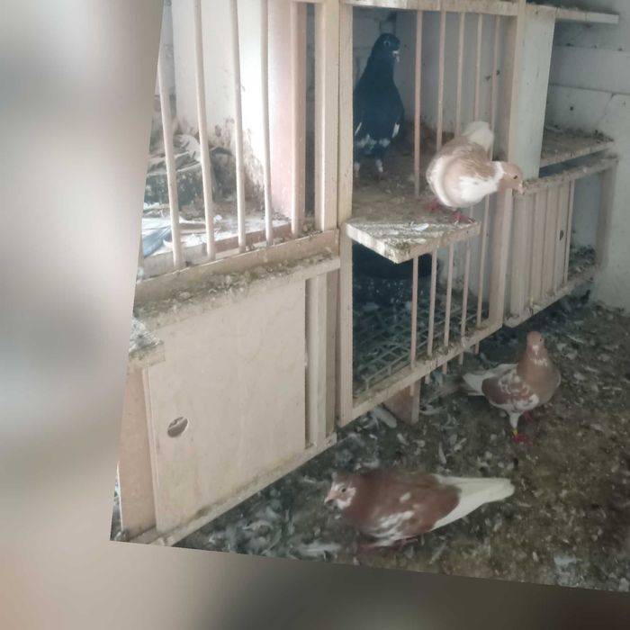 Gołębie wysoko lotne tipler angielski