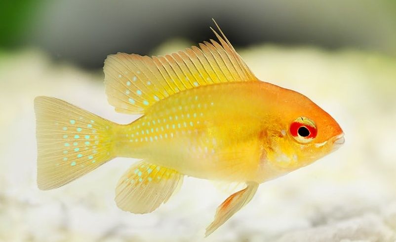 Ramireza gold rarytas