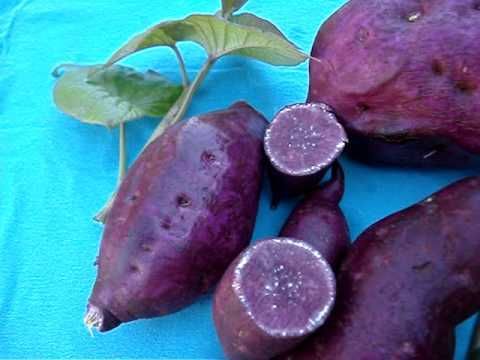 Rama batata doce para plantar