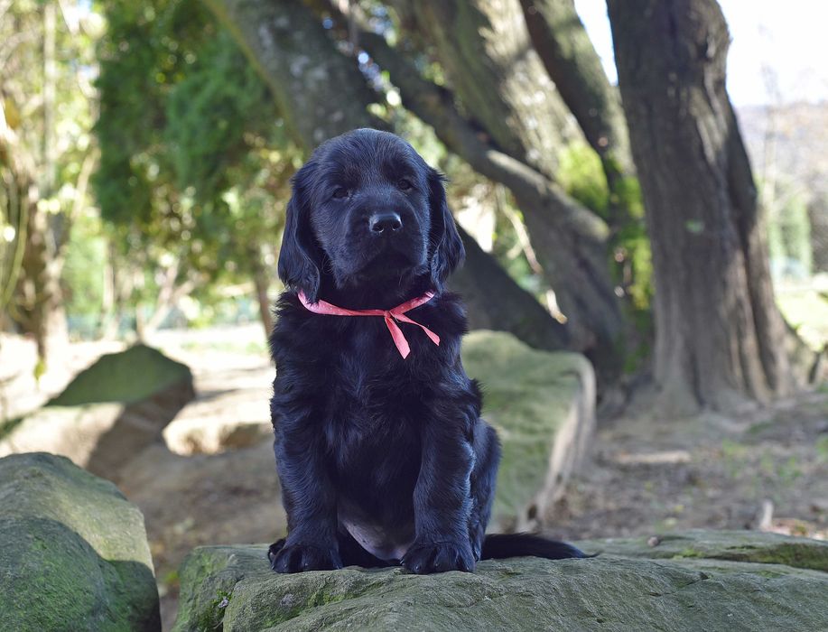 Flat Coated Retriever - czarna suczka  ZKwP/FCI
