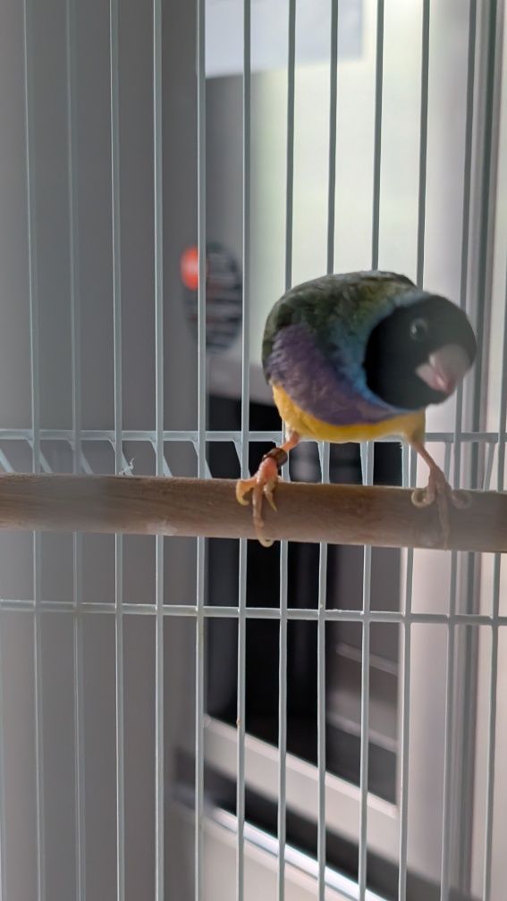 Diamante Gould com gaiola