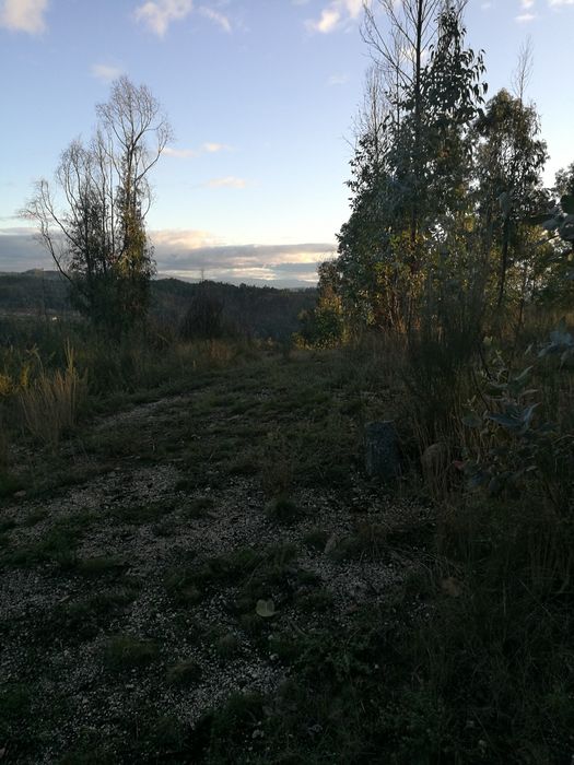 Terreno florestal