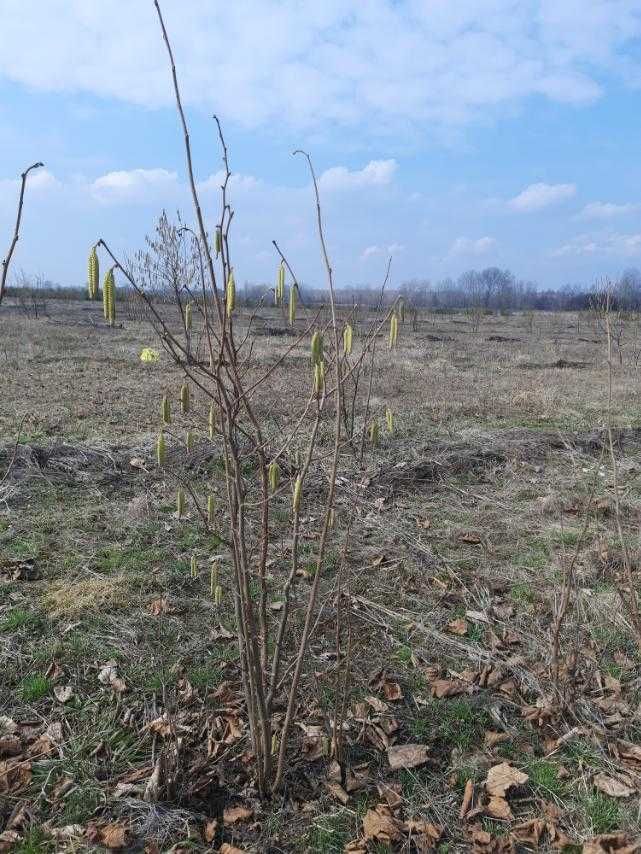 Елітні саженці фундука Каталонський Передзамовлення на весінню висадку