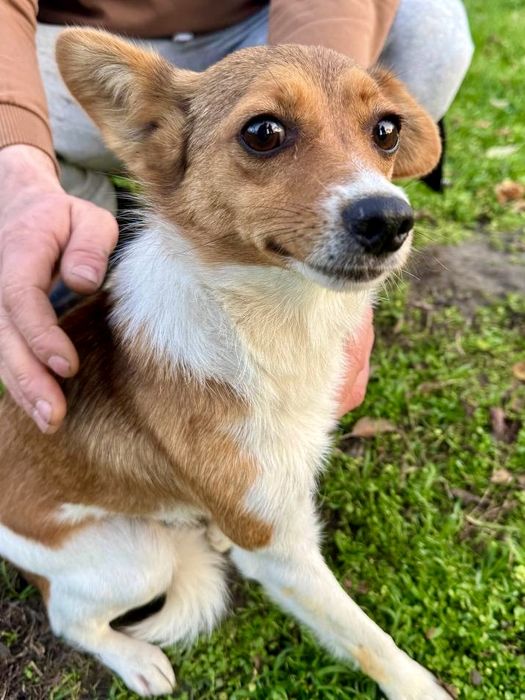 Соня ищет хороший дом