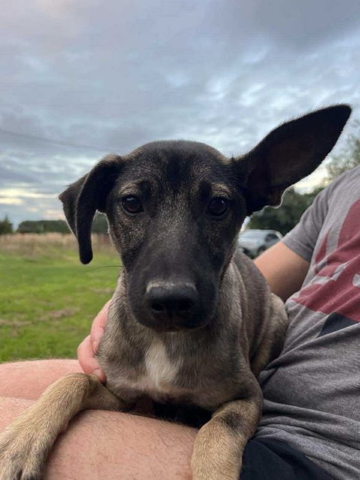 Capri suczka szczeniak do adopcji - uratowana