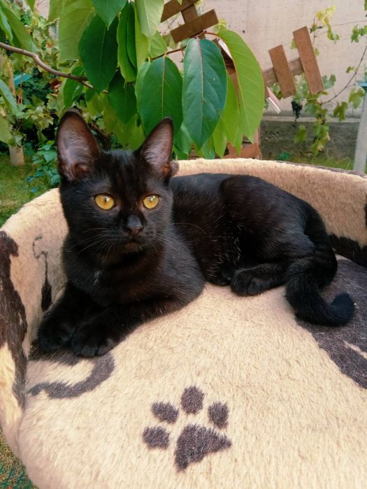 Котенок в хорошие руки